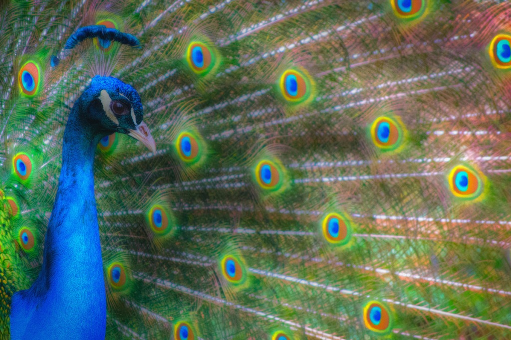 The Colours Of The Peacock
