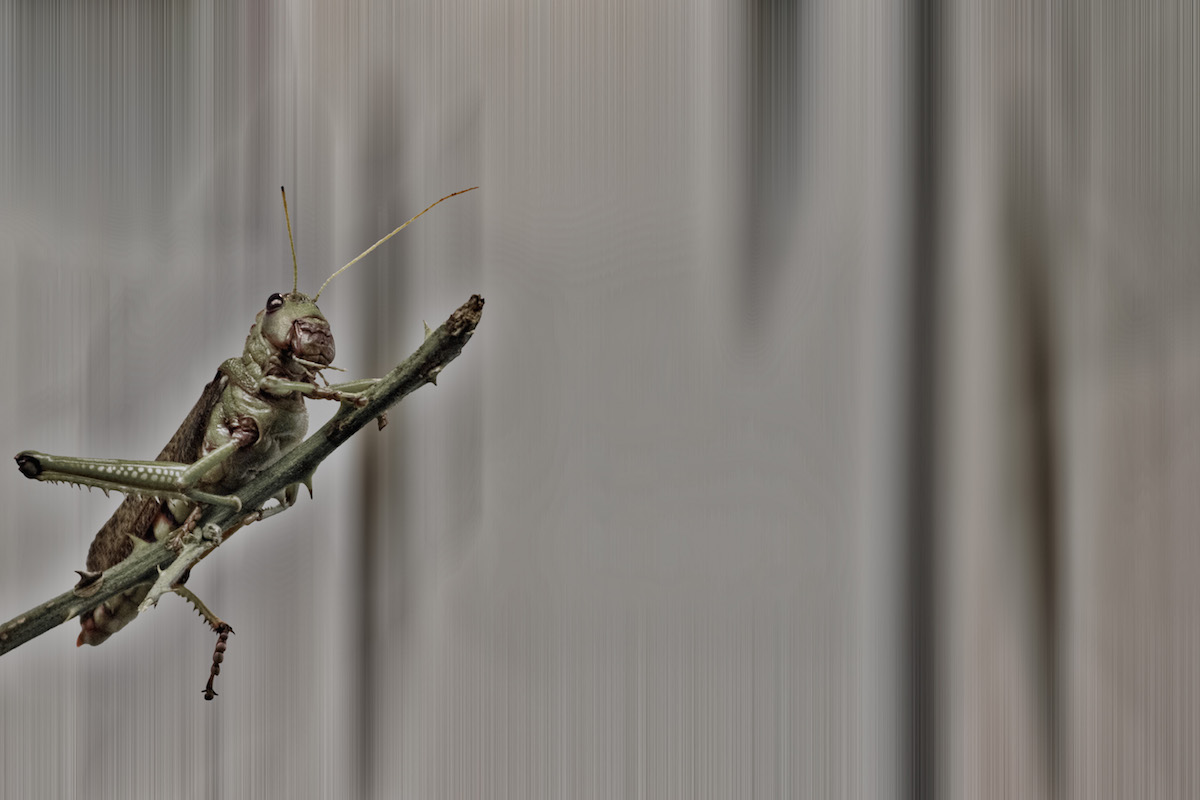 A Locust On A Twig
