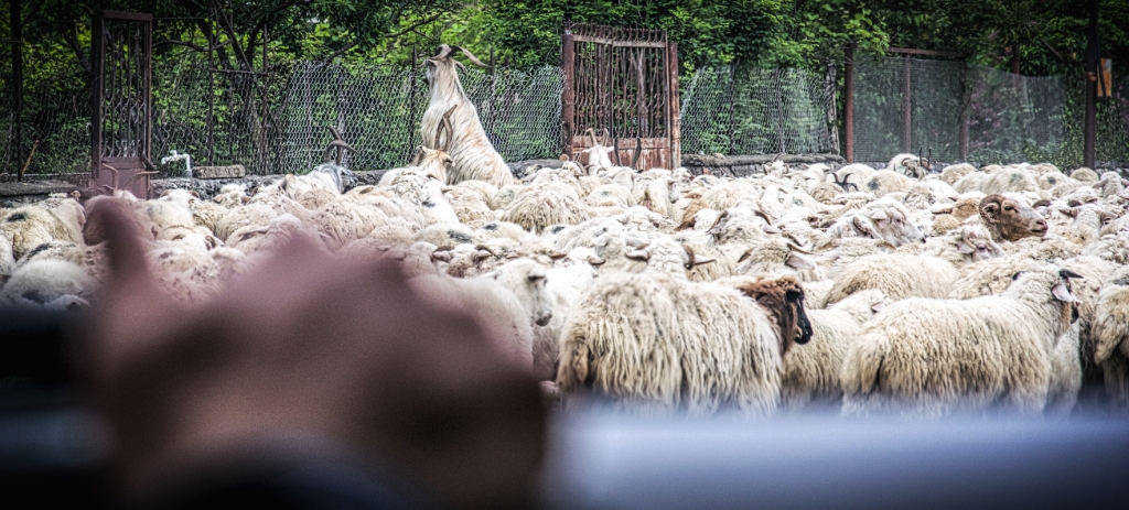 Driving Through A Flock Of Sheep